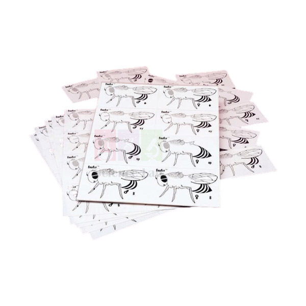 Fruit fly Genetics Kit